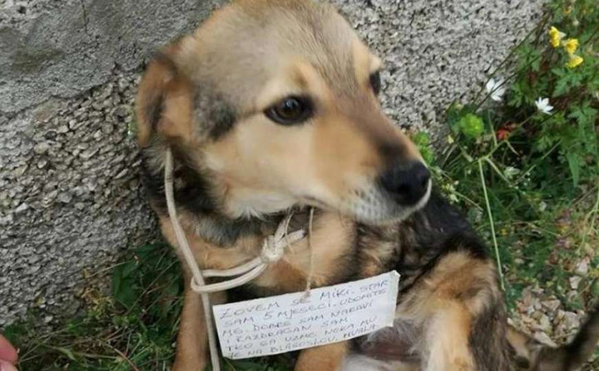 Hrvatska: Psić ostavljen zavezan za ogradu s emotivnom porukom oko vrata